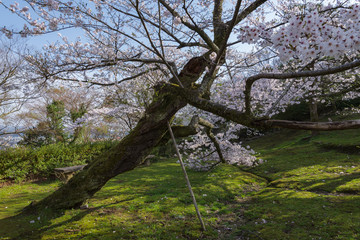 倒れそうな満開の桜