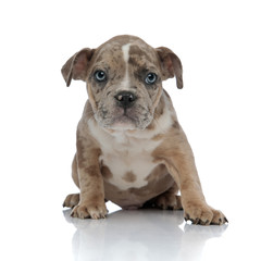 American bully sitting and looking curiously