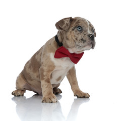 Obraz premium American bully sitting and looking curiously