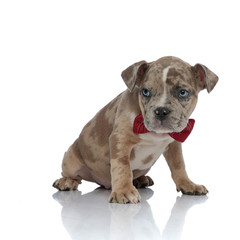 American bully wearing a bowtie and sitting