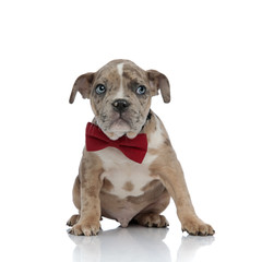 American bully puppy wearing a bowtie and looking curiously to side