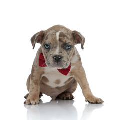 American bully puppy wearing a bowtie looking into the camera