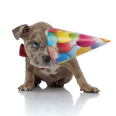 American bully puppy wearing bowtie and birthday cap