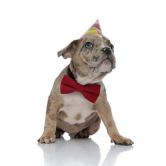 American bully puppy wearing bowtie and birthday cap sitting