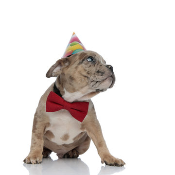 American bully puppy wearing bowtie and birthday cap