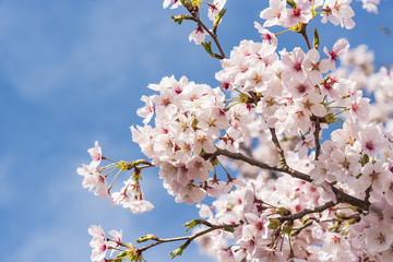 満開の染井吉野
