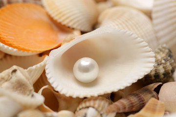  Organic pearl in a shell. Beautiful seashells arrangement on the white beach sand. Treasure from the sea concept.