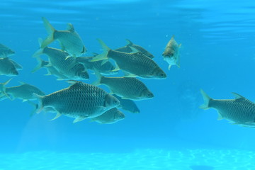 fish in aquarium