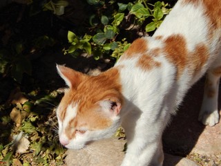 Screaming cute white red male cat with torn ear