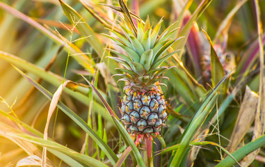 Fototapeta premium Pineapple farm
