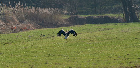Young white stork in a park in Holland in Spring