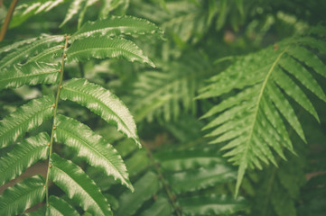 Fototapeta na wymiar Green leaves of tropical fern plants, green jungle summer background in vintage tone