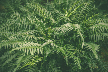 Green leaves of tropical fern plants,  green jungle summer background  in  vintage tone