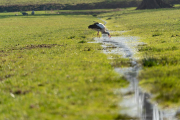 Young white stork in a park in Holland in Spring