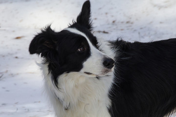 cane border collie sulla neve