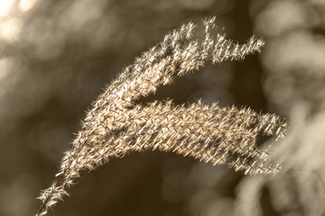 Close up of weed grass in the sun