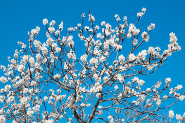White flowers spring background