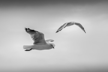 Sea gulls inflight
