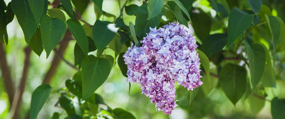  lilac on green, natural background,  postcard