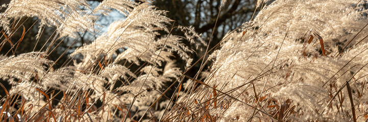 Panorama of weed grasses in the sun