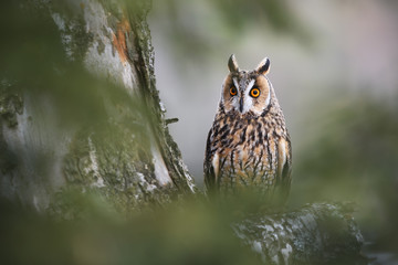 Long-eared Owl sitting on birch tree
