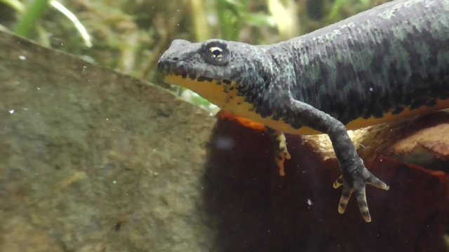 Bergmolche, Alpine newt, Ichthyosaura alpestris