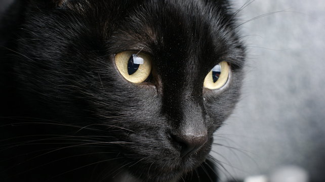 regard chat noir