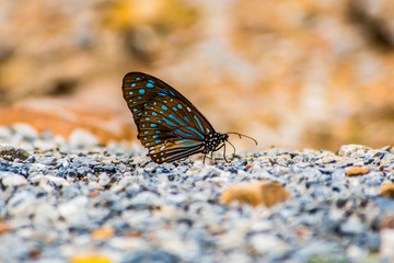 Butterfly in the park 6