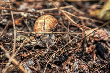 close up image of snail in wilderness