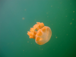Amazing underwater world - Lake jellyfish. Palau.