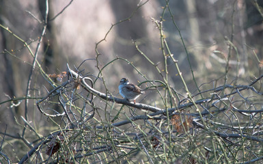 White Throated Sparrow on a Branch