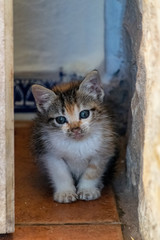 Timid tortoiseshell calico kitten