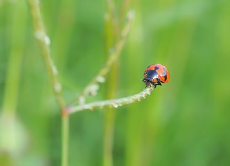 ladybug on green leaf
