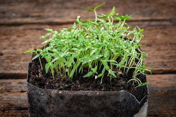 Chilli seedlings