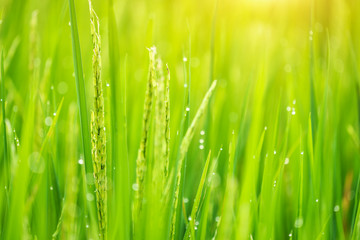 Fototapeta premium Blur Paddy rice field and dew in the morning background