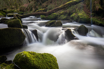 Stream in a forest