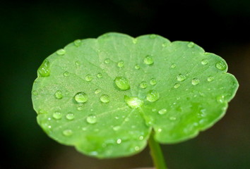Drops of water on green leaves