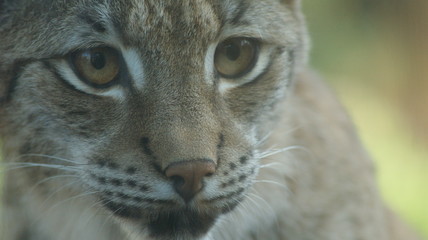 lynx