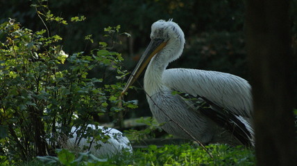 pelican