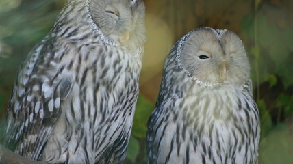 duo hibou