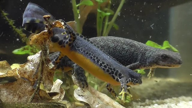 Bergmolche, Alpine newt, Ichthyosaura alpestris
