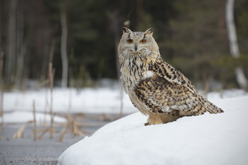 Eurasian eagle-owl