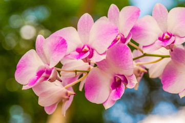 Fototapeta na wymiar Beautiful orchid4