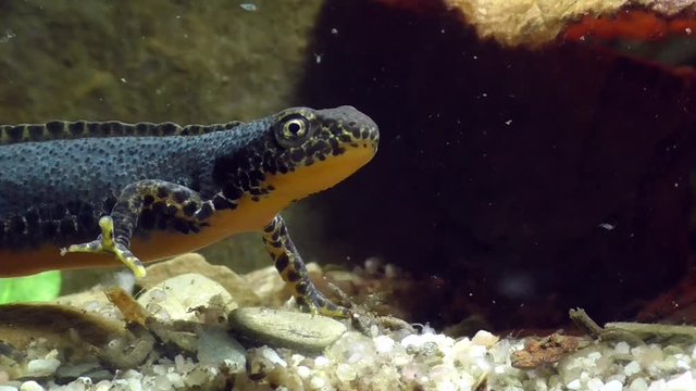 Bergmolche, Alpine newt, Ichthyosaura alpestris
