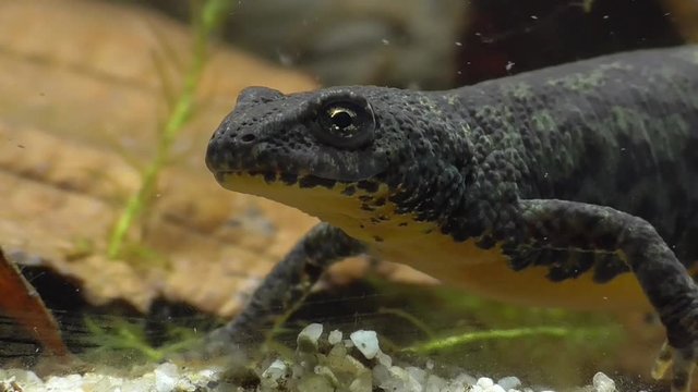 Bergmolche, Alpine newt, Ichthyosaura alpestris