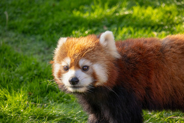 レッサーパンダ