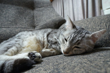 眠るエジプシャンマウ