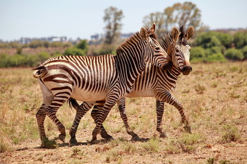 Bergzebras spielen