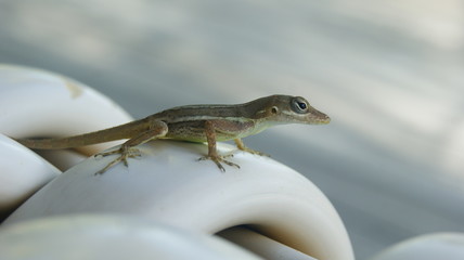 lézard