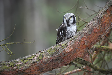 Northern hawk-owl sitting on pine tree